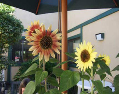 Sunflowers offer a cheerful welcome to Lincoln Glen Manor