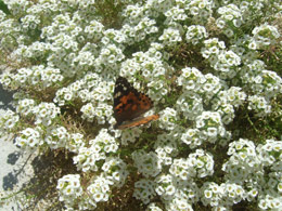 Small white Alyssum flowers with hovering butterfly